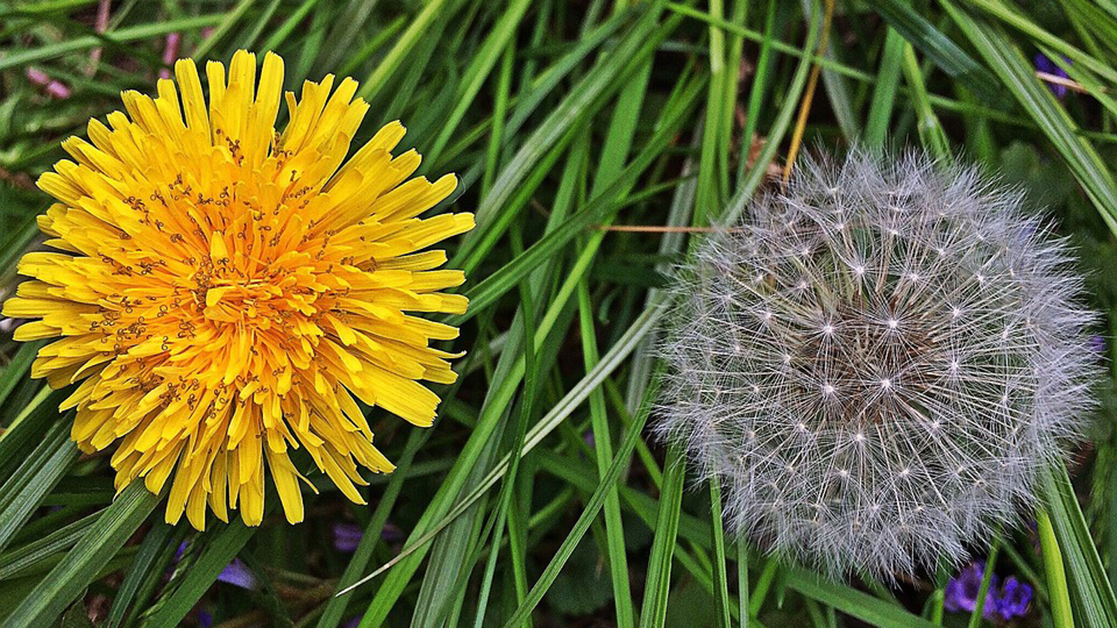 broadleaf weeds